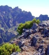 Trail to the top of the Pico Ruivo