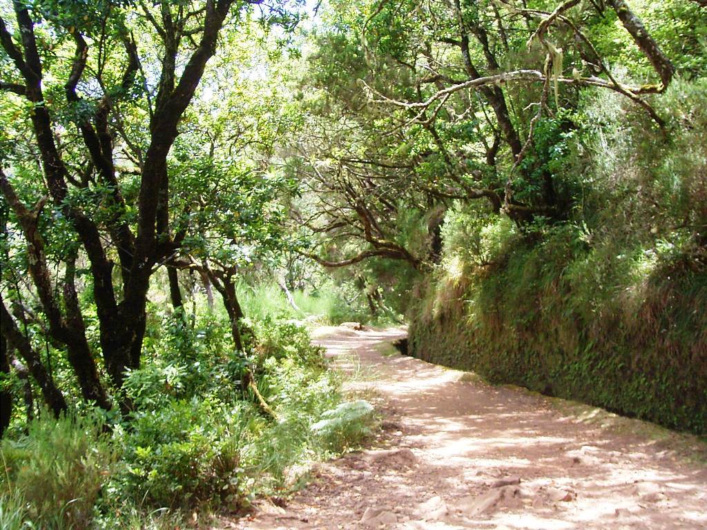 Path through the laurisilva of Madeira